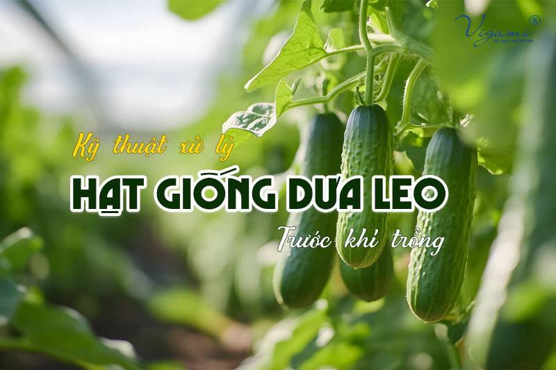Hạt giống dưa leo nảy mầm chuẩn bị được trồng xuống đất.